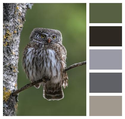 Bird Eurasian Pygmy Owl Owl Image